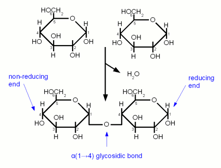 Reaktion von zwei Glucose-Molekülen zu α-1→4-verbrückter Maltose