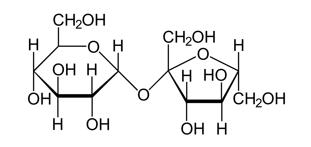 Saccharose (Haworth-Projektion)
